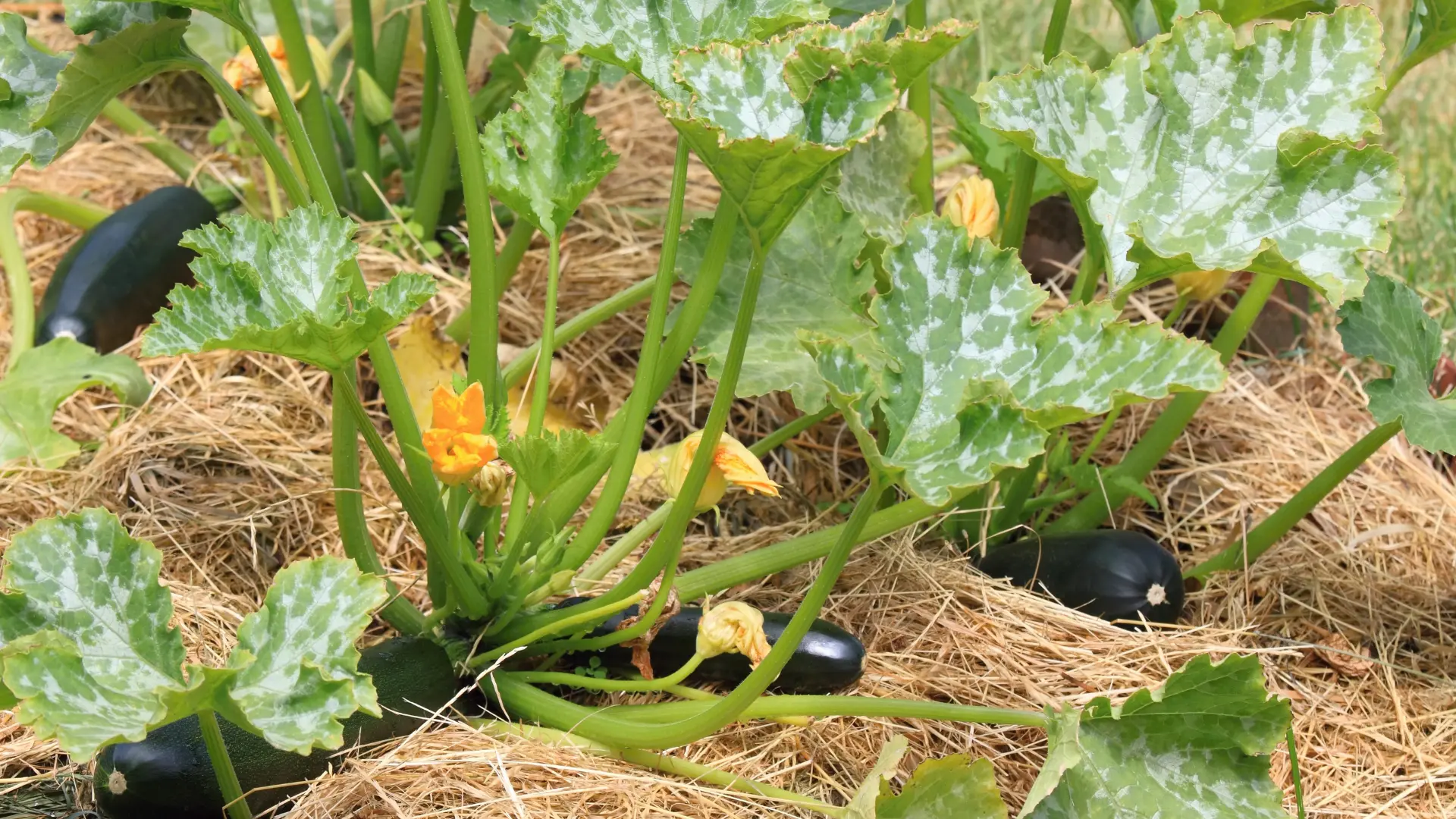 Aubergine en train de pousser dans du paillage, une technique de permaculture. Cette image illustre la formation en permaculture dispensée par Acquiformations.