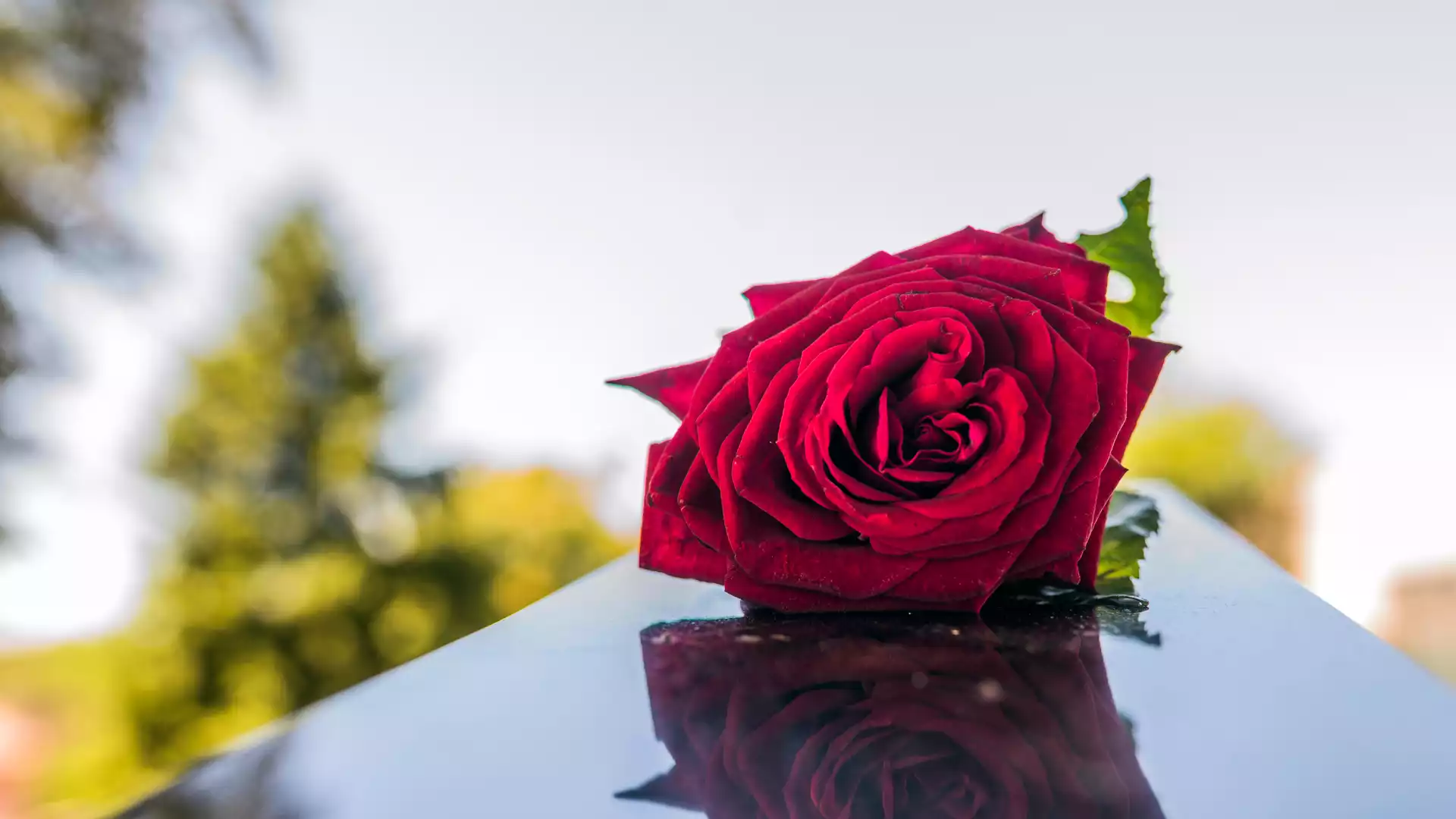 Une rose posée sur un cercueil pour illustrer la formation : Assurance Obsèques.