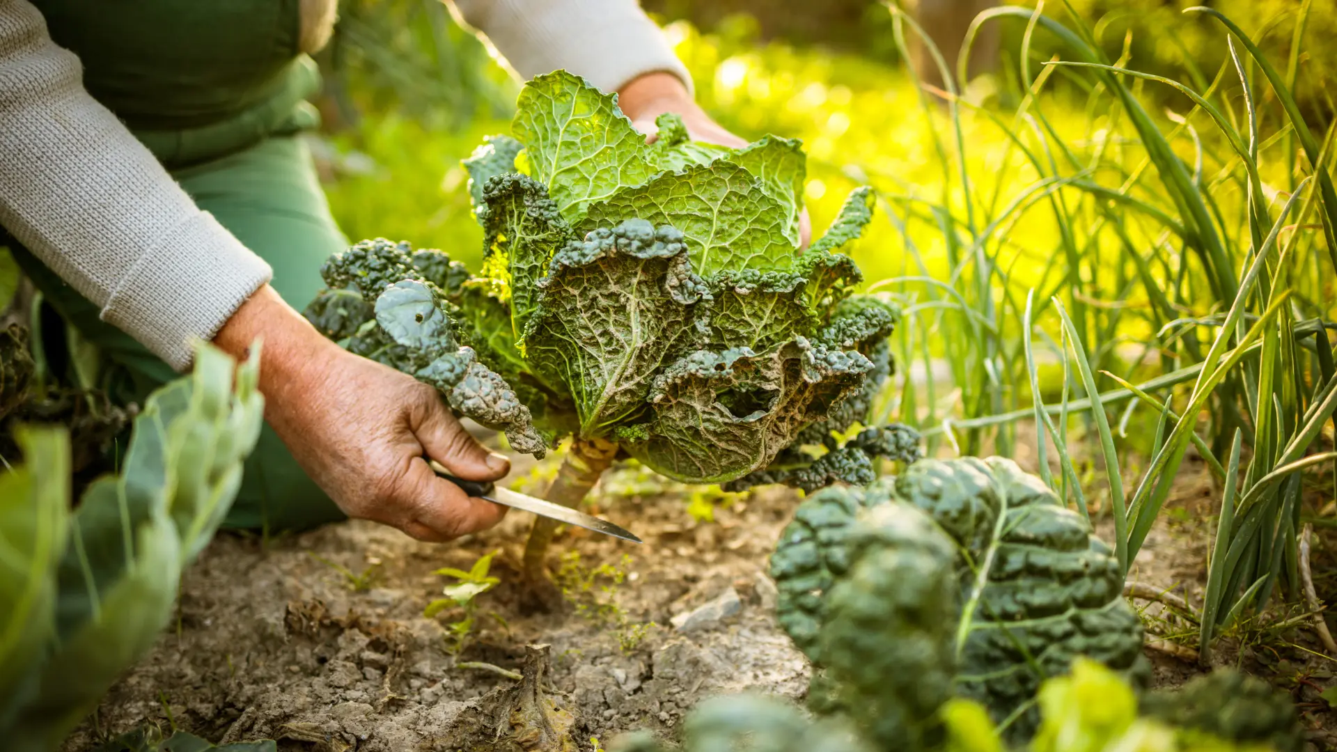 permaculture Une personne sur un ordinateur derrière le nuage de mots "community manager".
